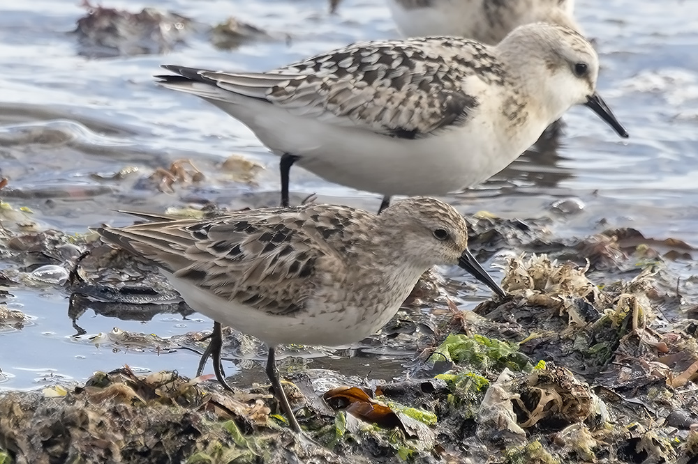 semipalmated sandpiper